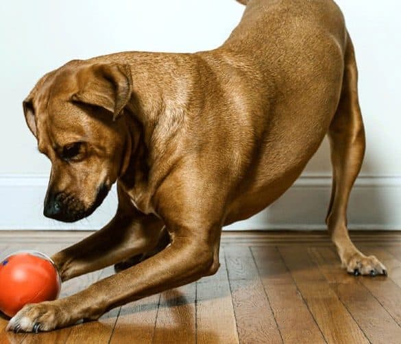 PlayDate, la balle connectée pour chiens et chats