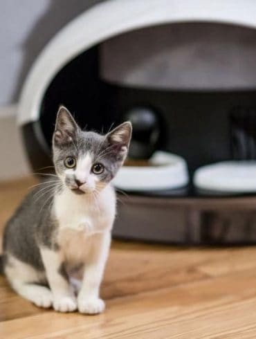 Le distributeur connecté de croquette et d'eau dédié aux chats