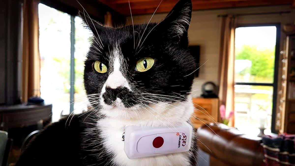 Weenect Cats 2 Test Complet De Ce Collier Traceur Gps Pour Chat